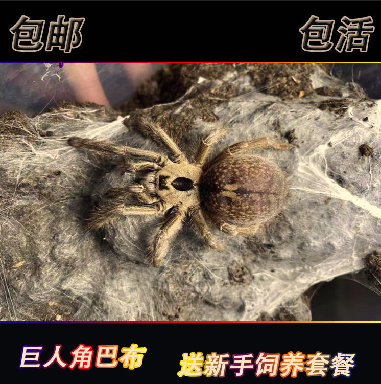 巨人角巴布1-6厘米宠物蜘蛛另类大型凶猛穴居收藏级品种