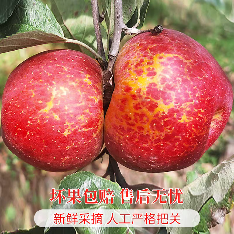 【林小猫专属】正宗云南昭通丑苹果冰糖心新鲜脆甜多汁现摘现发当季