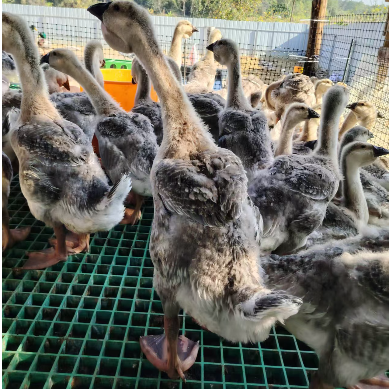 杨妈家狮头鹅 7斤装