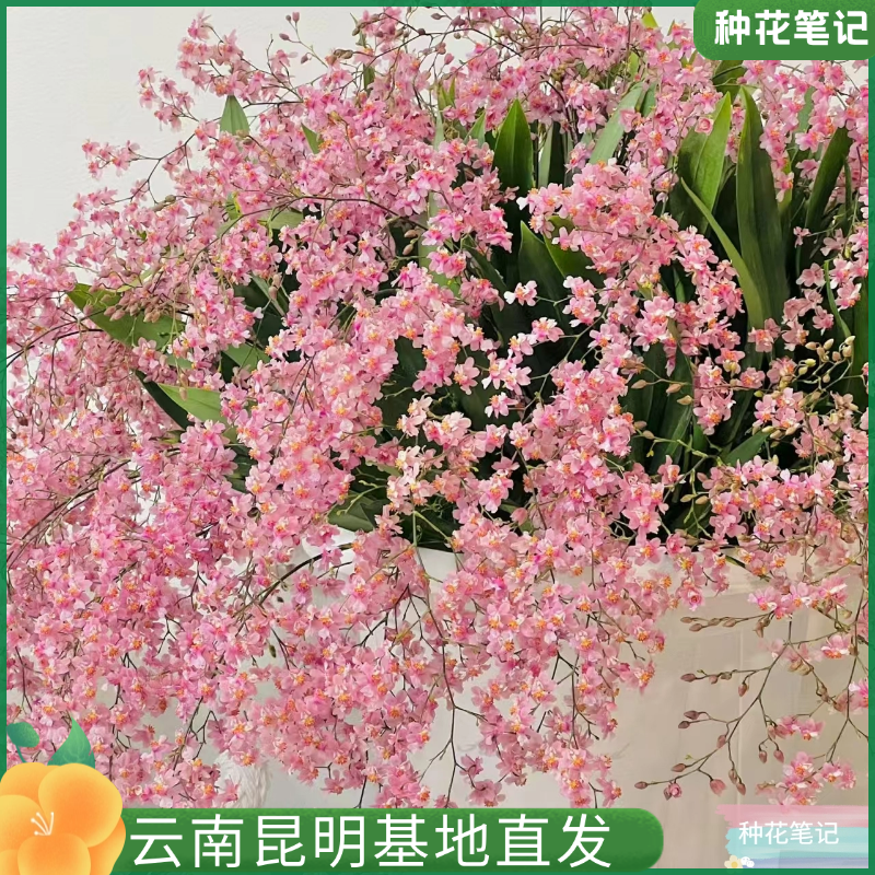 【光棕粉梦香兰】带花苞兰花苗桌面客厅花卉植物室内花盆栽带香味