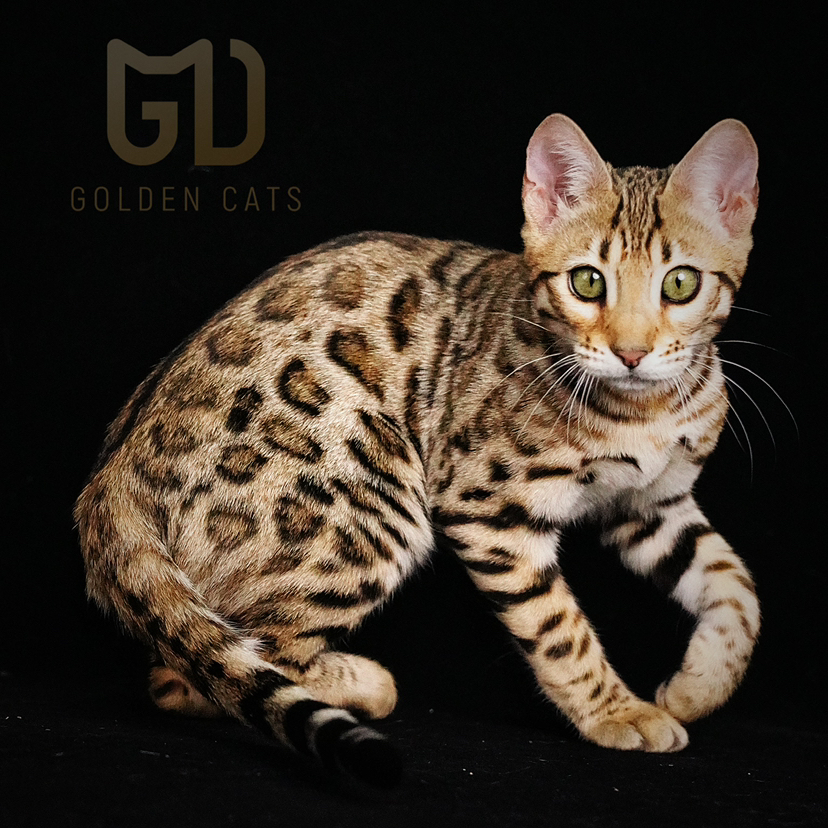 暗夜精灵之眸高贵脸高赛Keeper加何逛一逛甜甜圈甜野版女孩 LIZ 