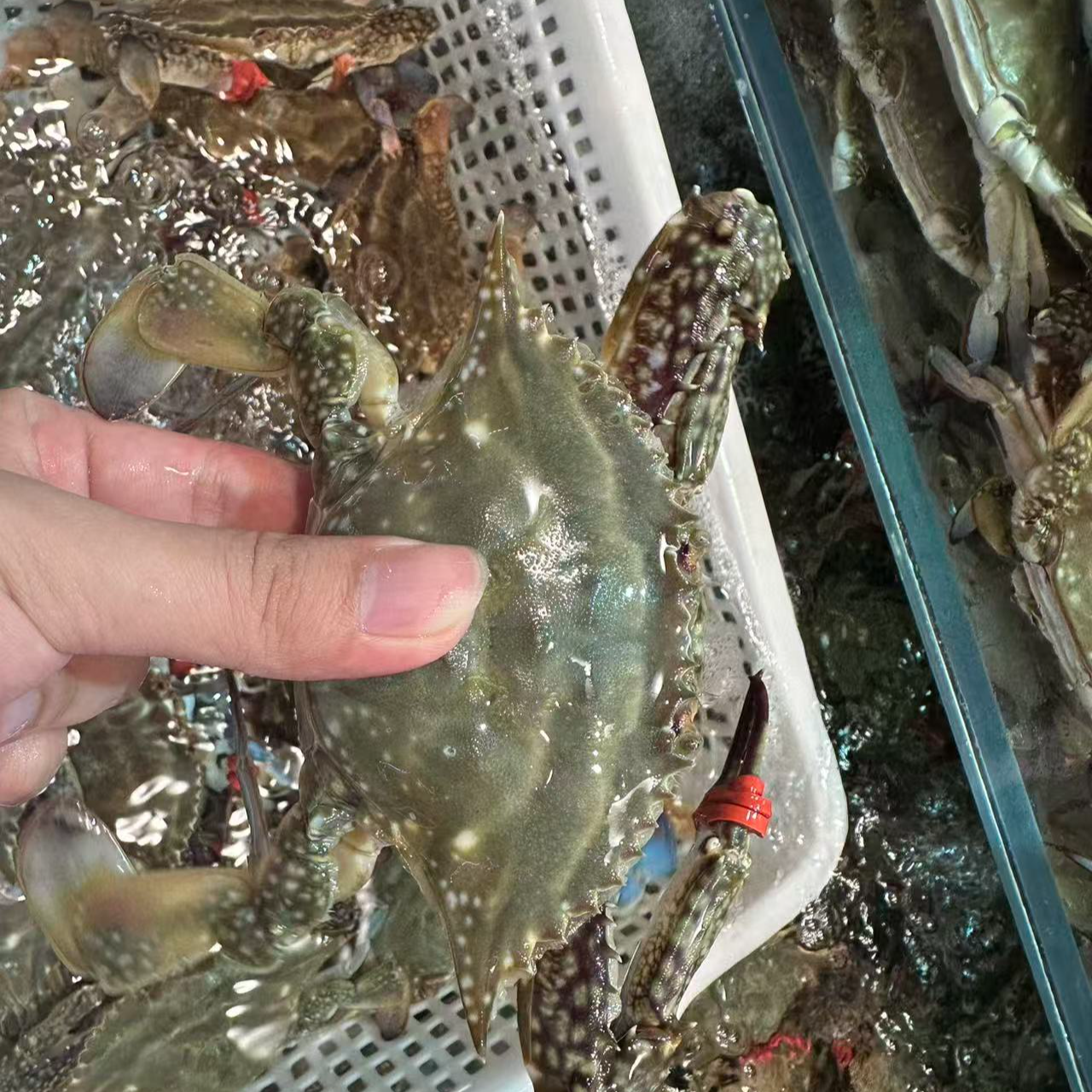 飞蟹当天直Yang【保鲜不保活】同城顺丰跑腿 2/5斤2.8-5两一只梭子蟹