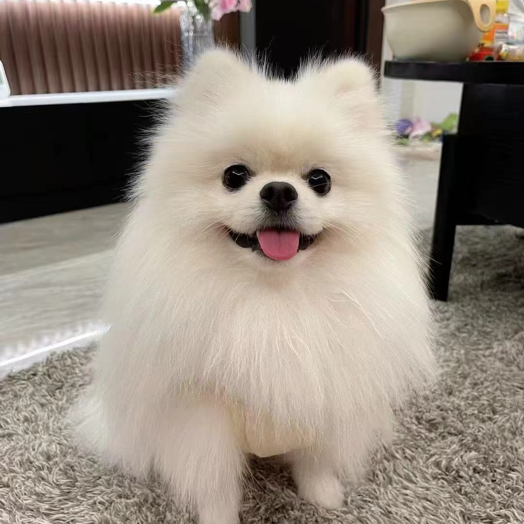 博美比熊雪纳瑞精品狗狗售卖基地