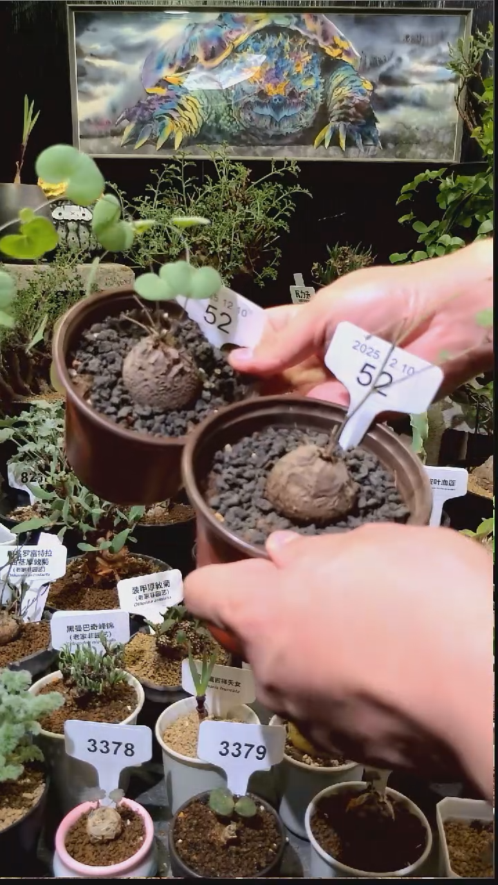 52号1210福利南非龟甲龙买一送一