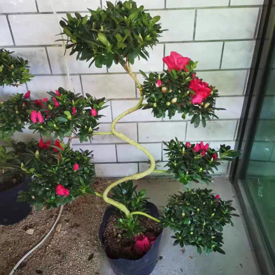 六层红色杨梅红游龙造型杜鹃花盆栽多年生带花苞一对