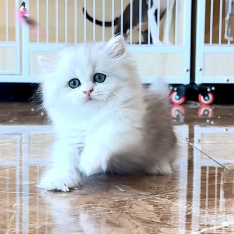 【KT猫舍】银白拿破仑矮脚猫弟弟2个月