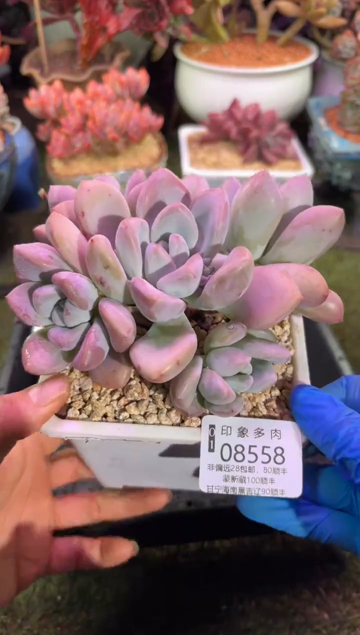 【闪购商品】08558