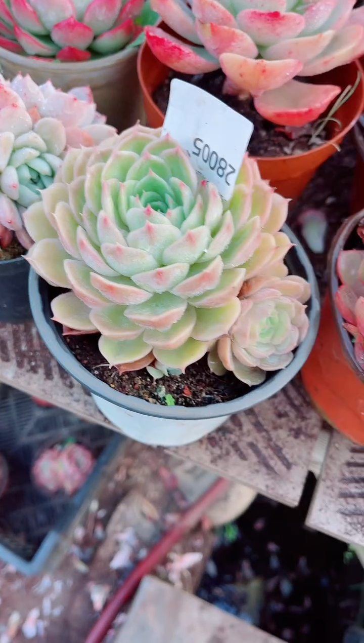 乖*兔跃跃精品多肉28005