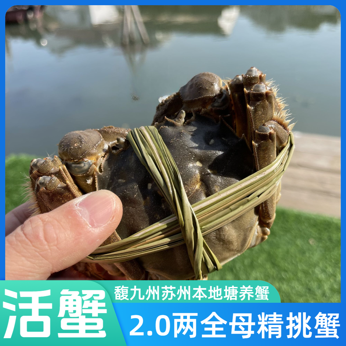 【活蟹】全母2两 10只/8只河蟹 馥九州苏州本地塘养蟹鲜活螃蟹