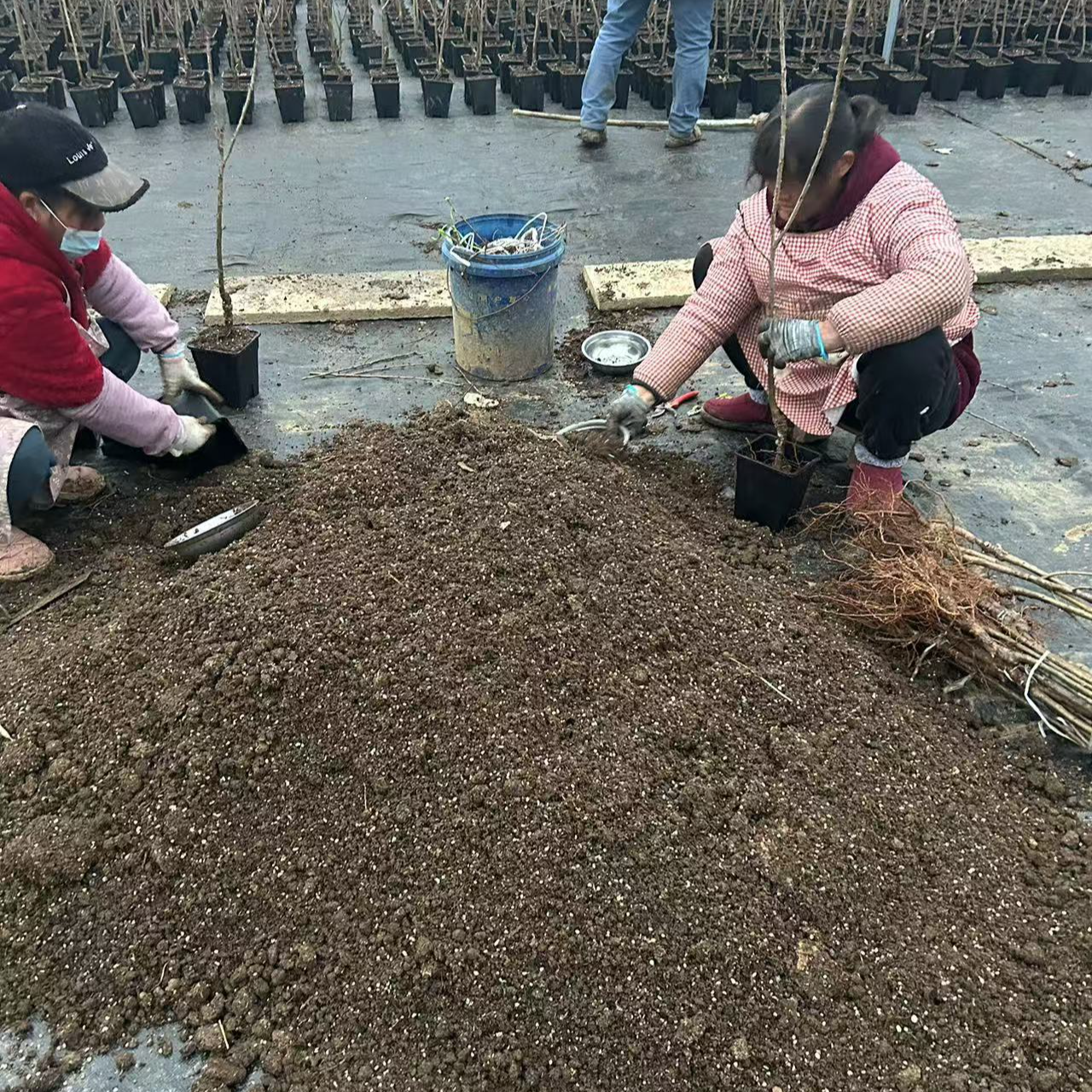 种植土田园土家庭专用土盆栽地栽专用土壤