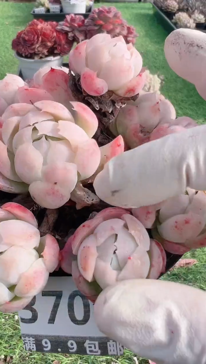 【闪购商品】信福多肉一物一拍