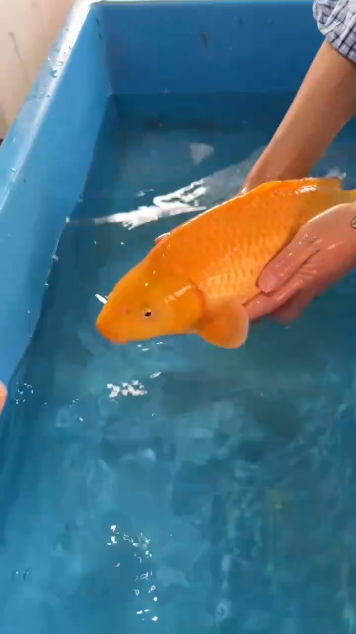 锦鲤太饱锦鲤36cm-48cm不包邮到付