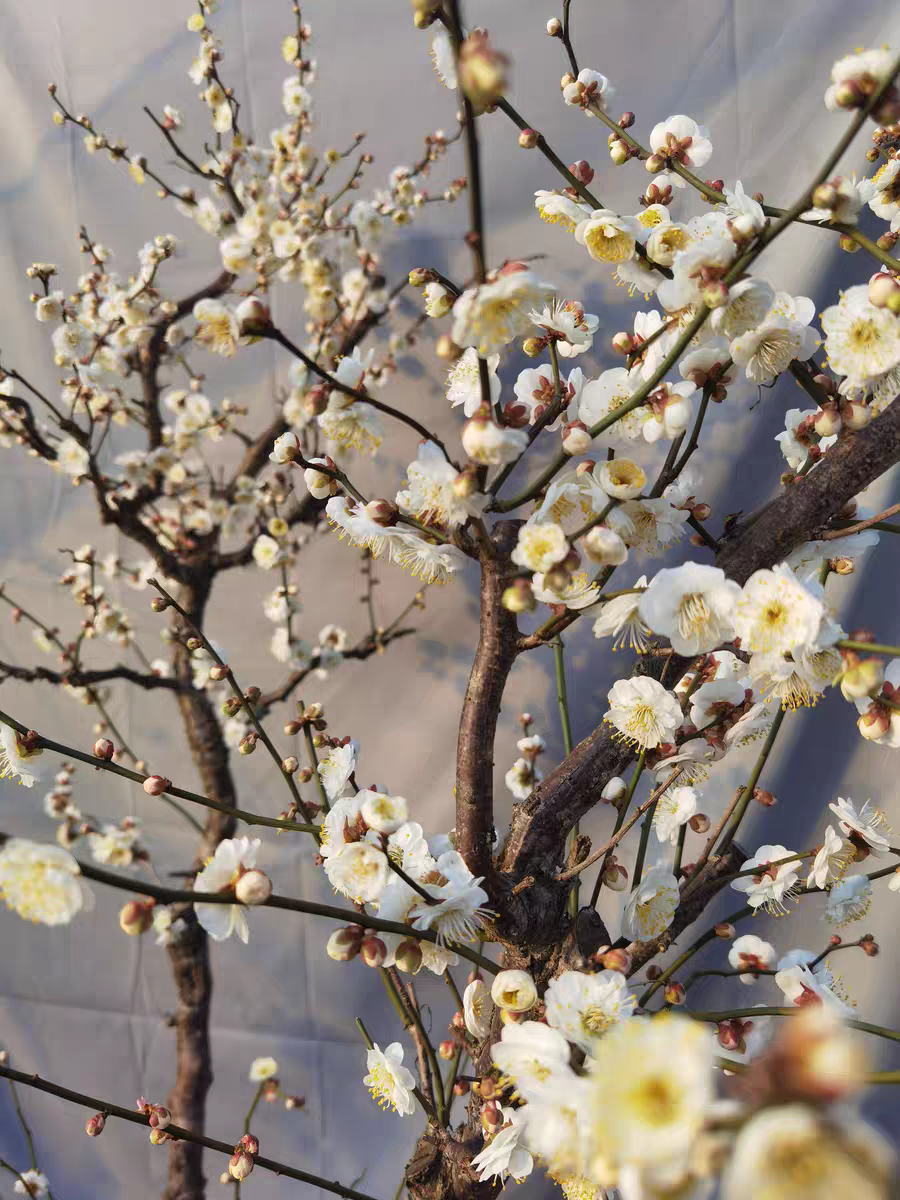 原生龙游梅树苗梅花小苗庭院种植阳台盆栽当年开花苗圃繁殖