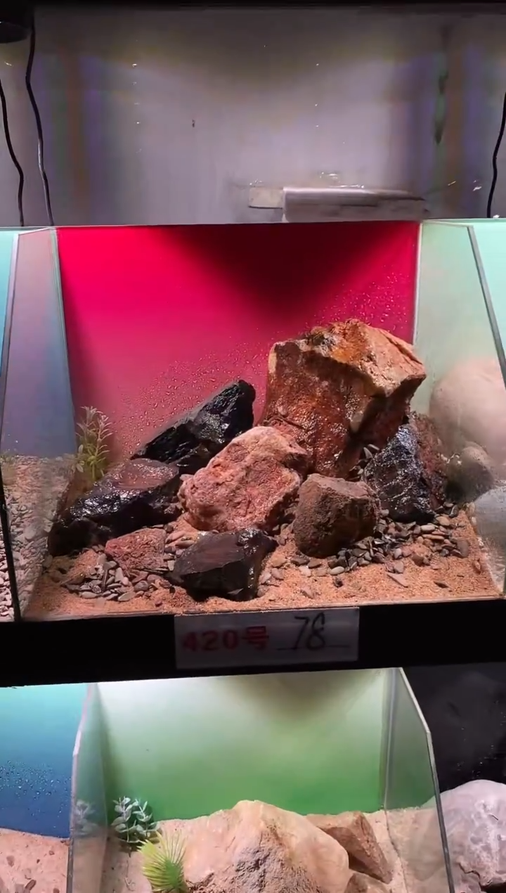 420号鱼缸造景（不含底砂）