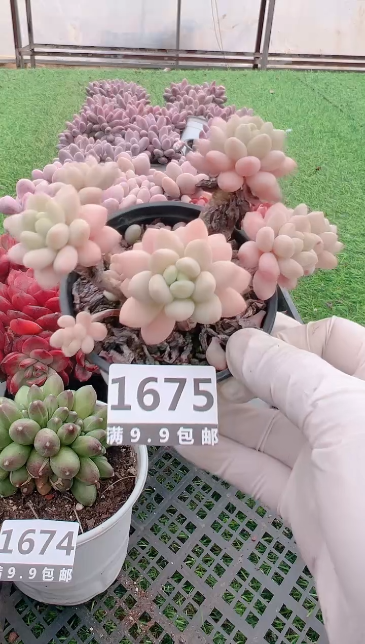 【闪购商品】信福多肉一物一拍