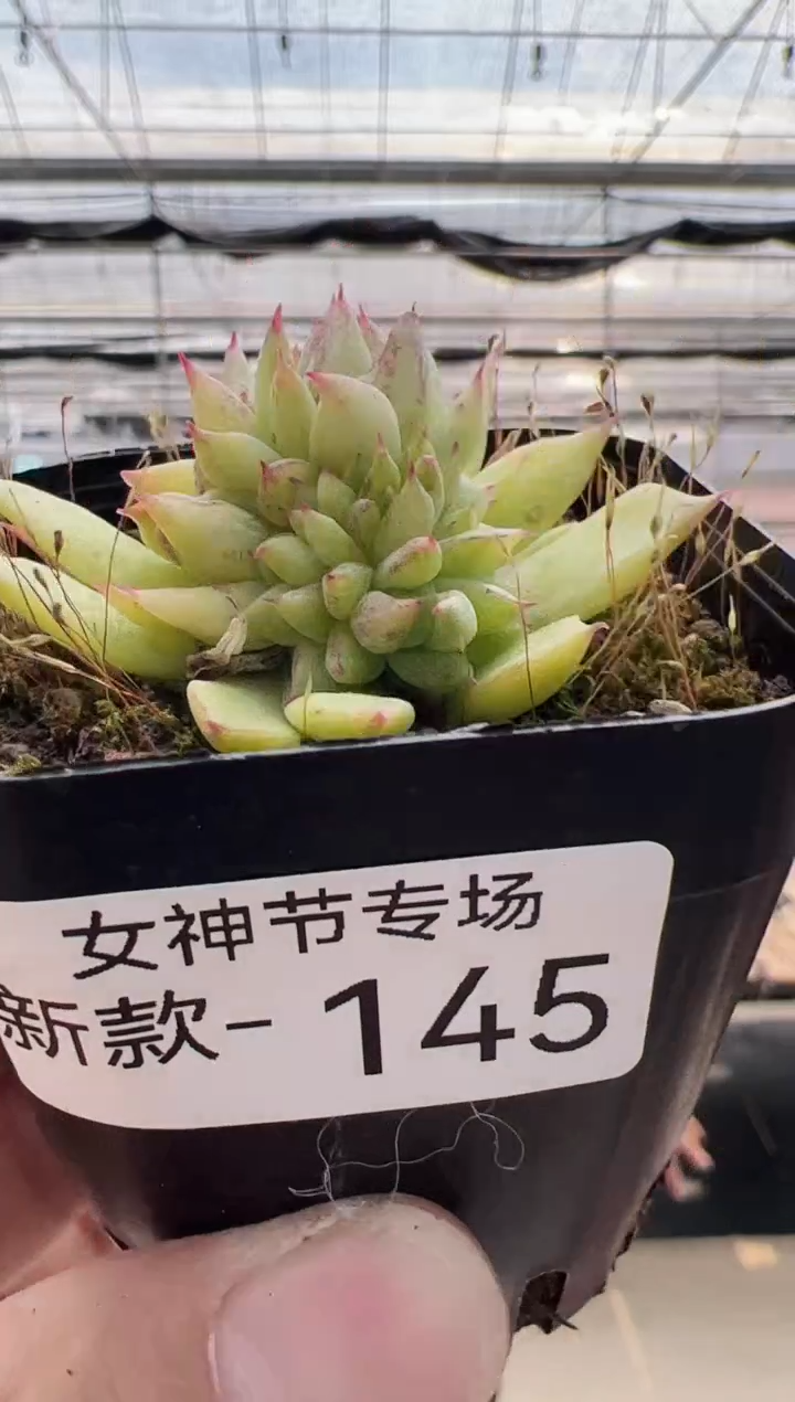 【闪购商品】新款多肉-145