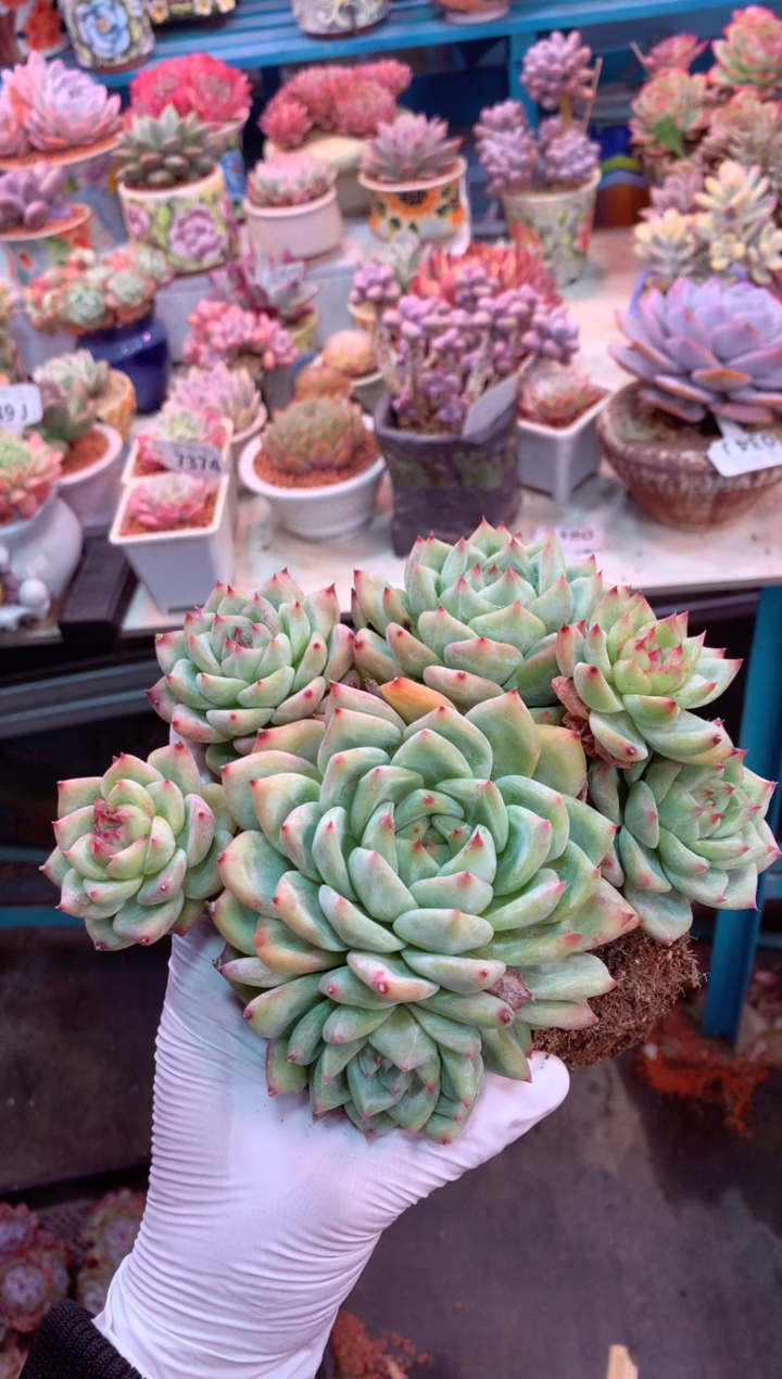 7380白腊塘（一物一拍，精品多肉，w所见即所得 ）