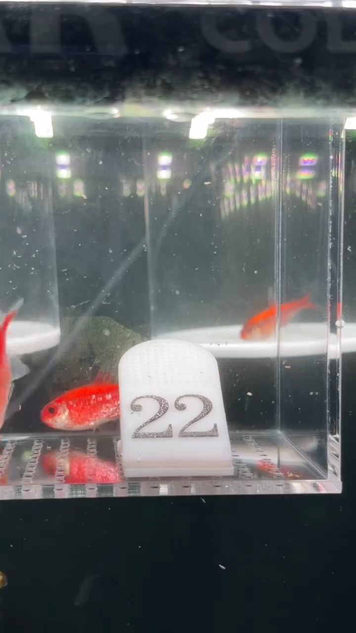 灯科鱼晶**?【22】白金红月可卡