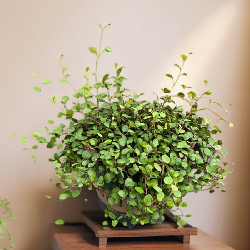 千叶吊兰室内植物垂吊阳台新房装修绿植花苗四季常绿好养蛋糕点缀