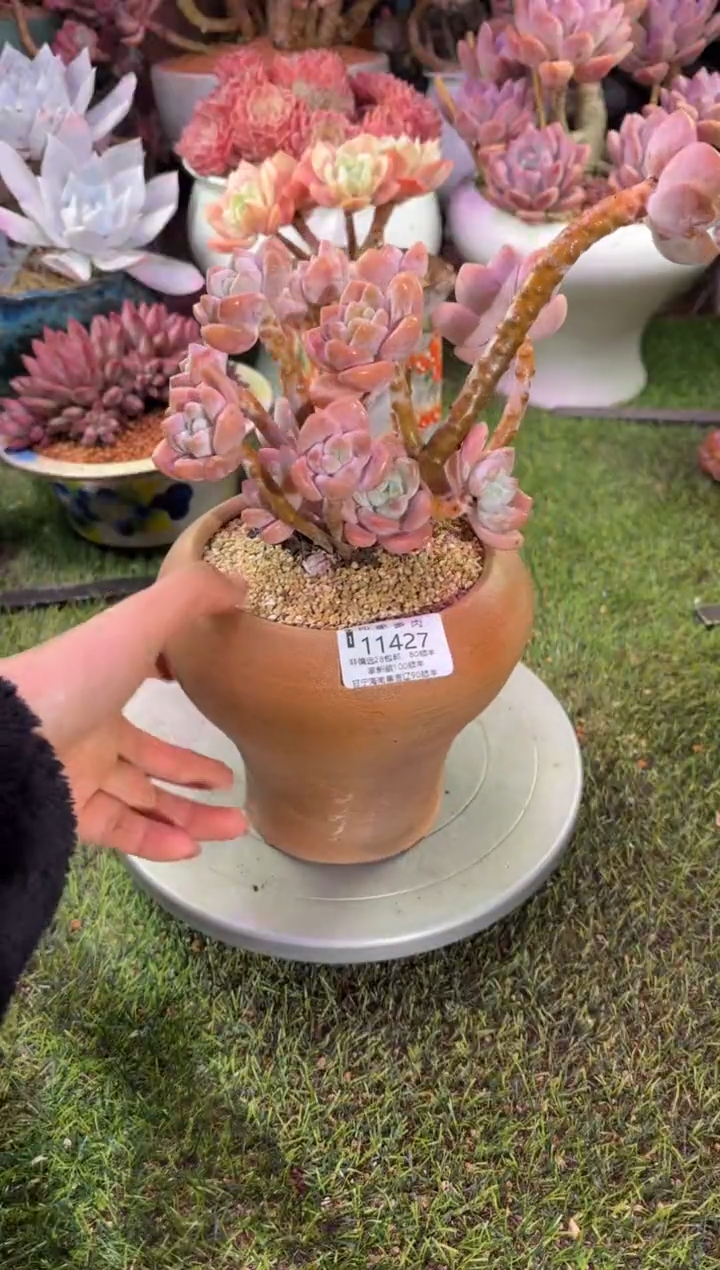 【闪购商品】11427