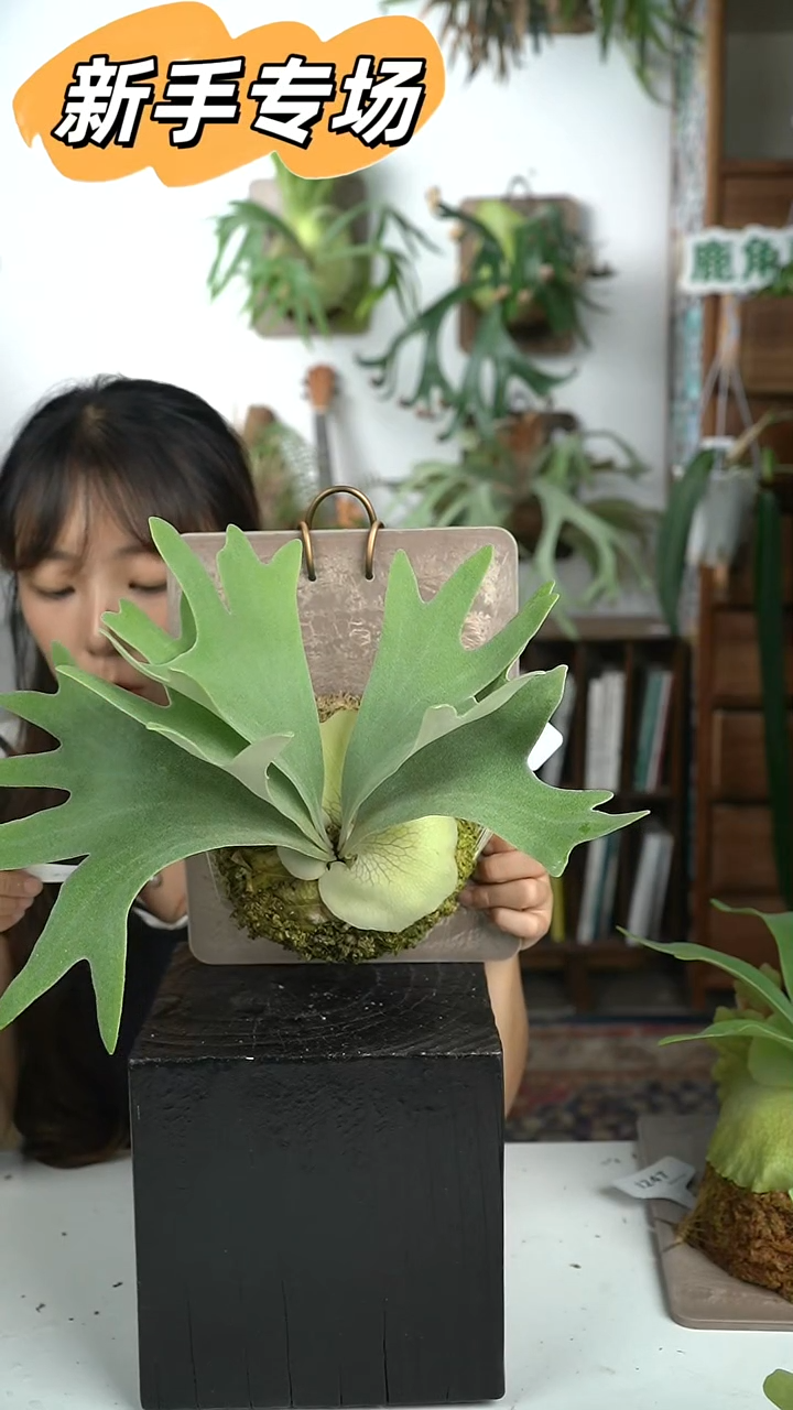 不开花植物A209-斑比 独角兽 翠鸟混播