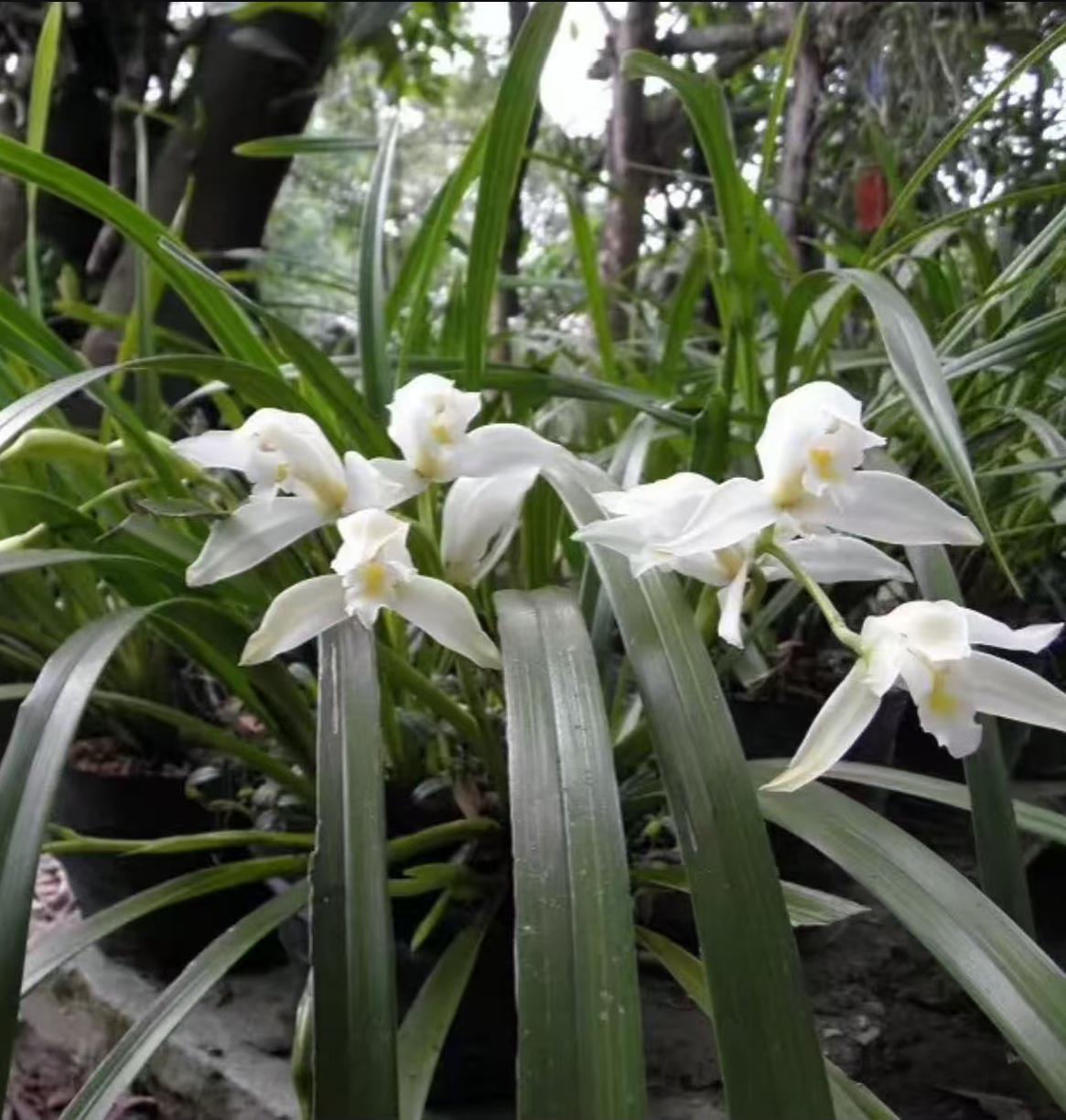 云南粽根大雪兰香花雪兰开花漂亮浓郁香浓