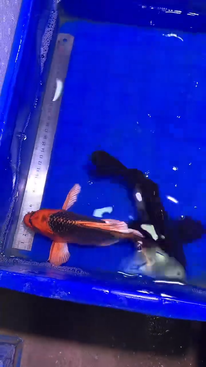 蝴蝶鲤鱼蝴蝶鲤直播选鱼专用链接 凭开箱视频售后