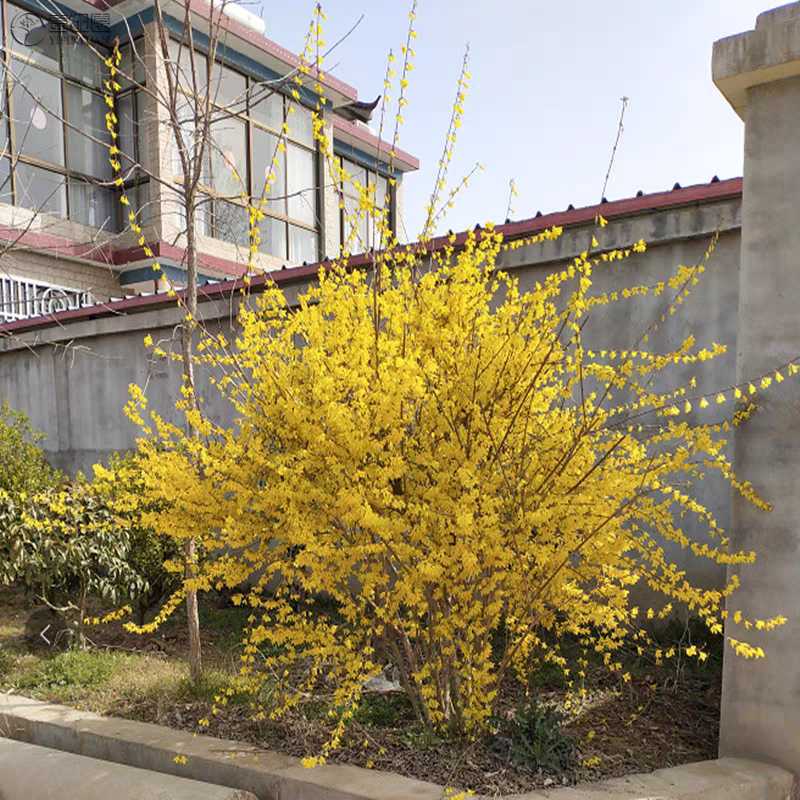 连翘花耐寒耐热品种好养活庭院盆栽都可以种植一物一拍