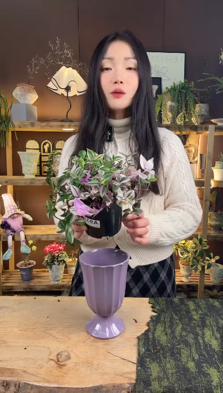 以实际为准935油画吊兰锦育苗盆