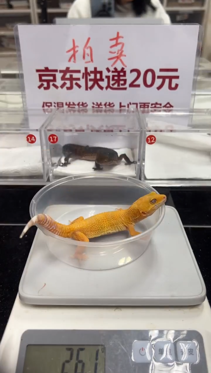 豹纹守宫000000000