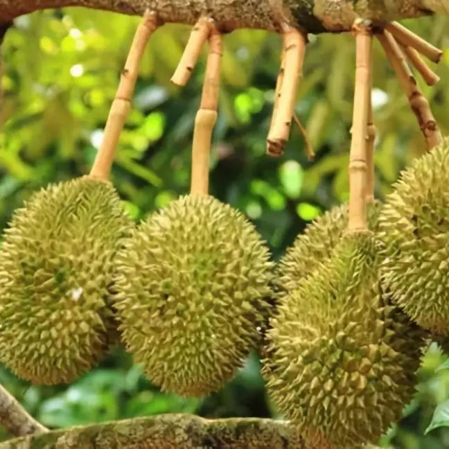 【空运鲜果】马来西亚甘榜鲜榴莲（一果一重）核大甘榜马来西亚