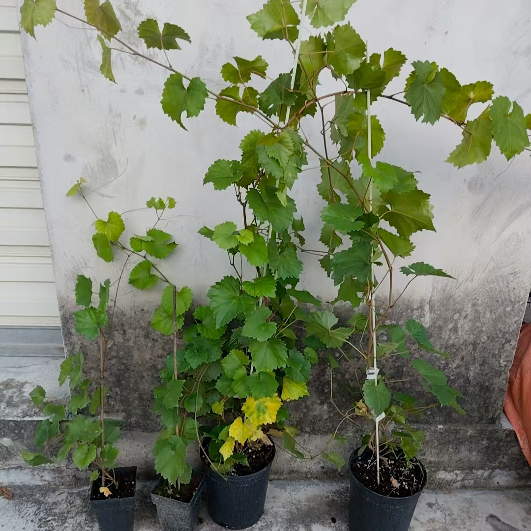 深南园艺美洲圆叶葡萄树苗 马斯卡丁葡萄苗 懒人种植葡萄果树苗