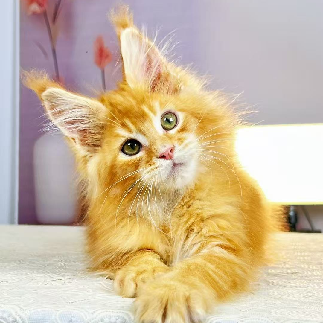 纯俄血大体缅因活体猫咪适合新手养宠【小文家缅因猫】