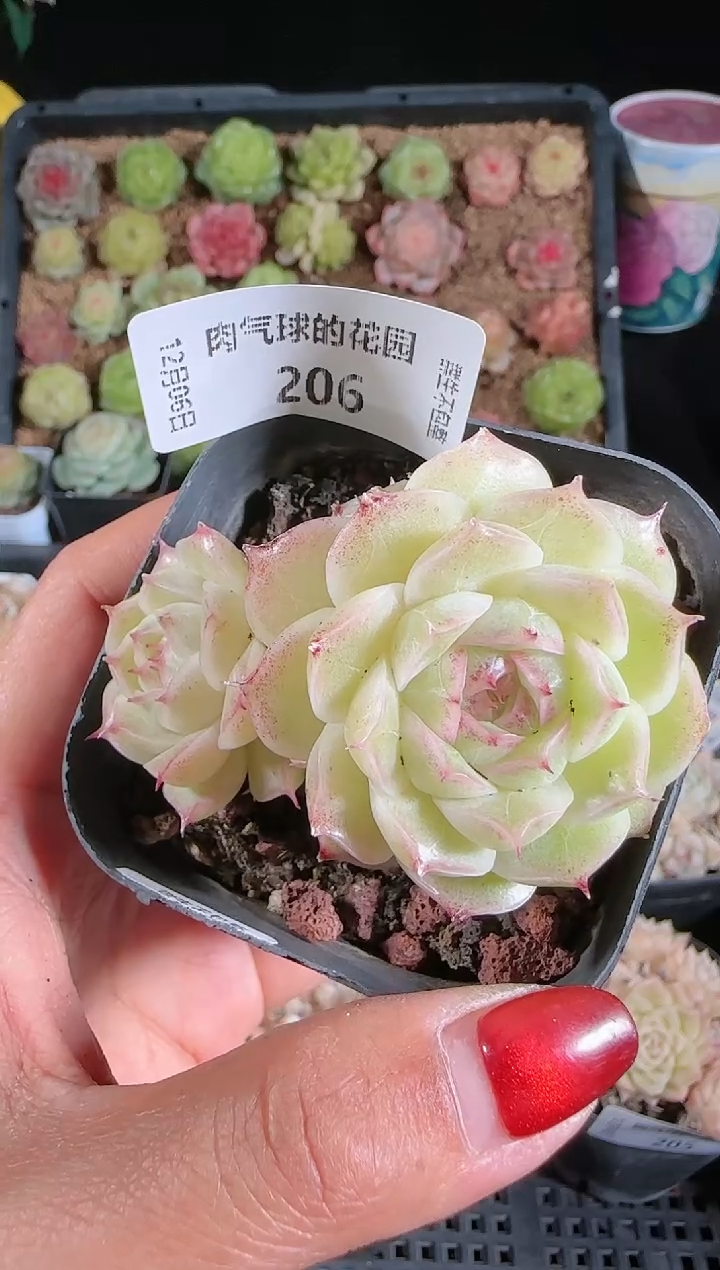 1206-206多肉群生不包整