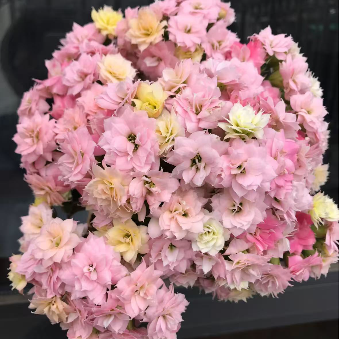 【李先生】变色龙~重瓣长寿花室内盆栽四季开花植物