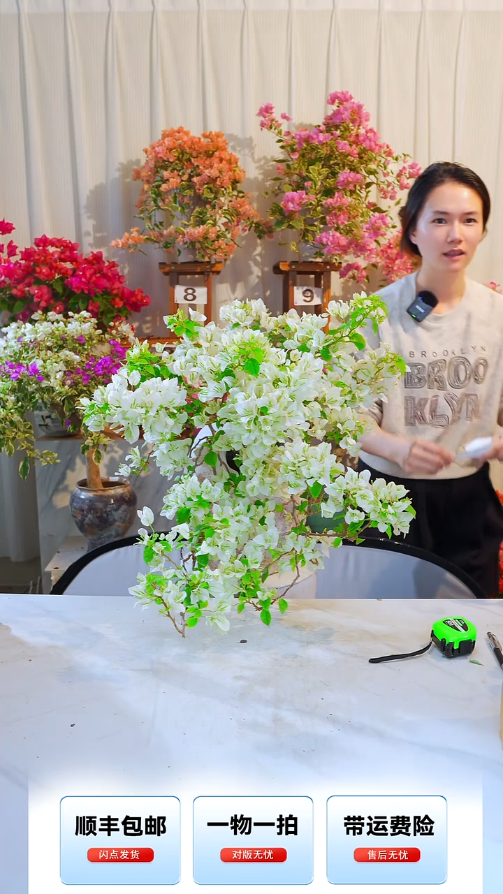 大部分开放少量花苞白狐狸