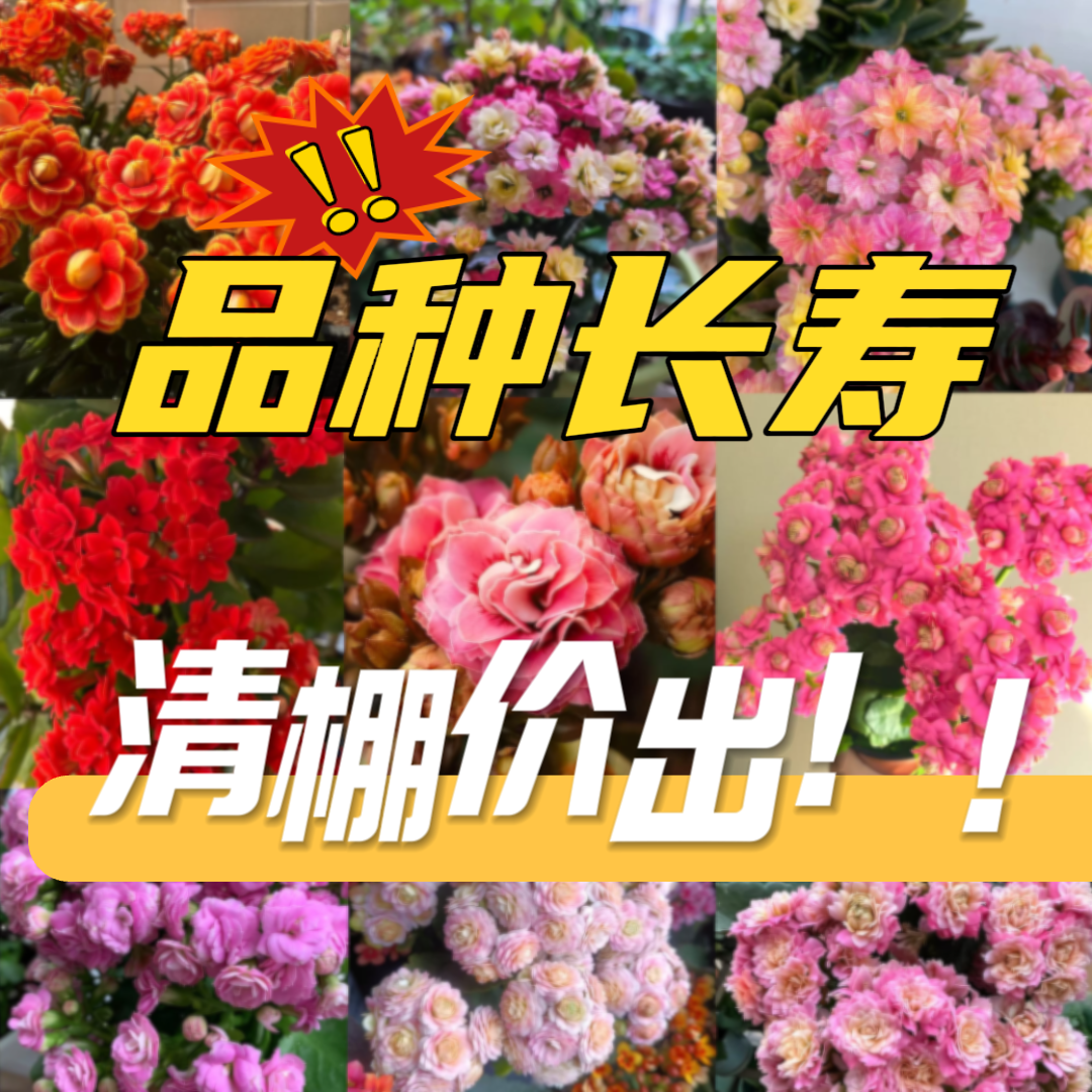 【一物一拍20号套餐】到手品种以直播间为准5颗长寿盆栽花基地直发