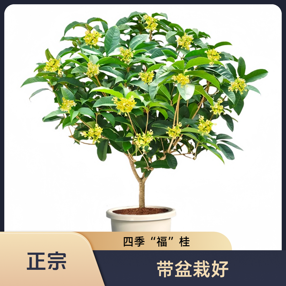 四季桂花盆栽室内阳台桂花出售直播浓香型室内耐寒阳台金桂花