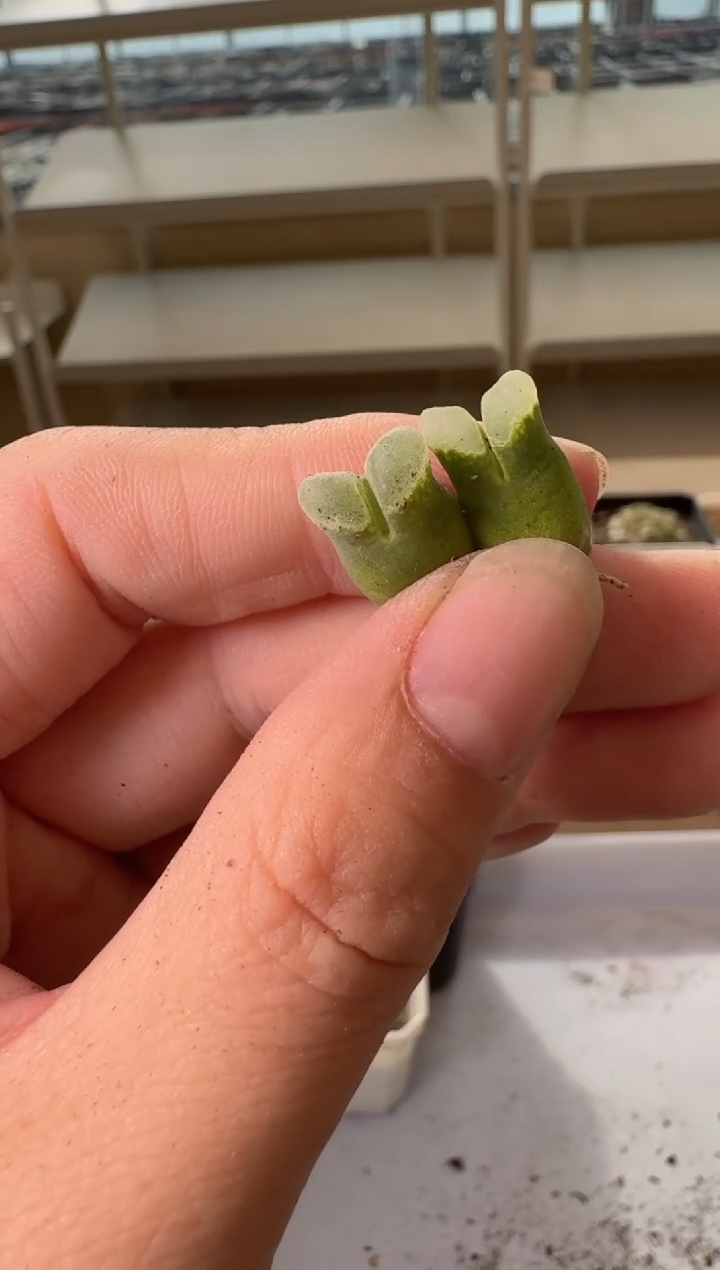 24-141多肉植物肉锥