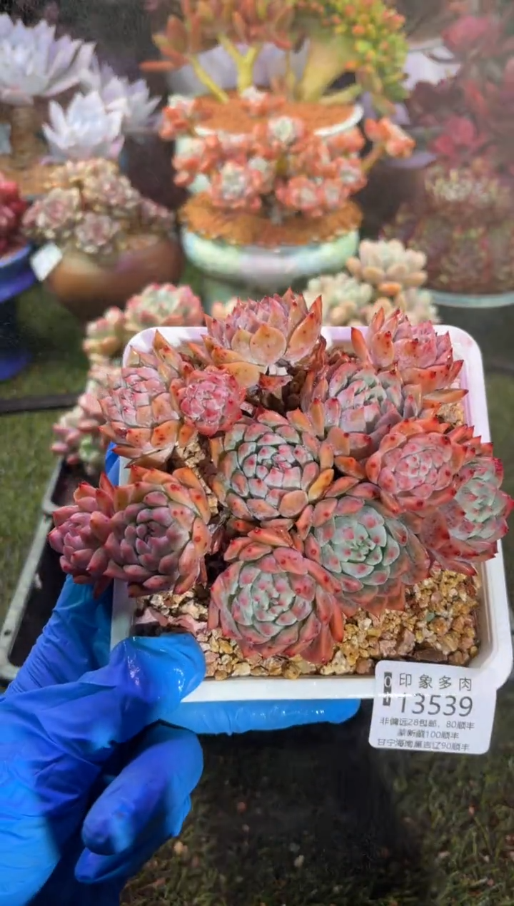 【闪购商品】13539