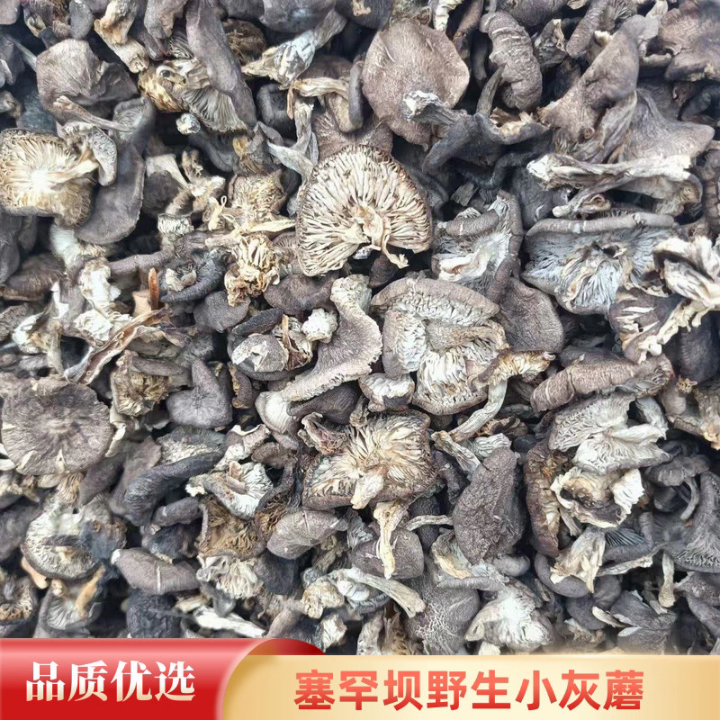 野生小灰蘑新货 承德草蘑菇食用野生菌特产小草蘑