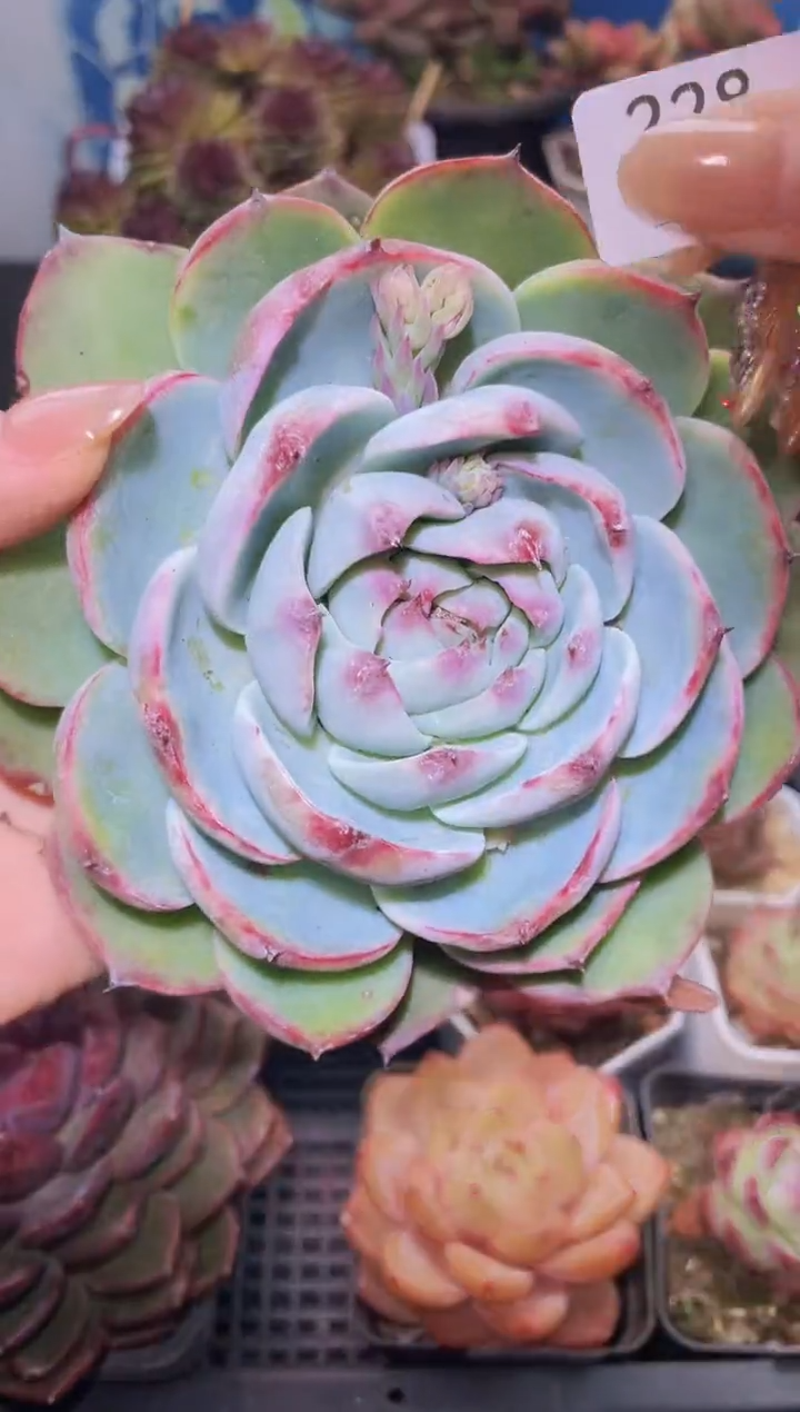 【闪购商品】228惊鸿仙子多肉