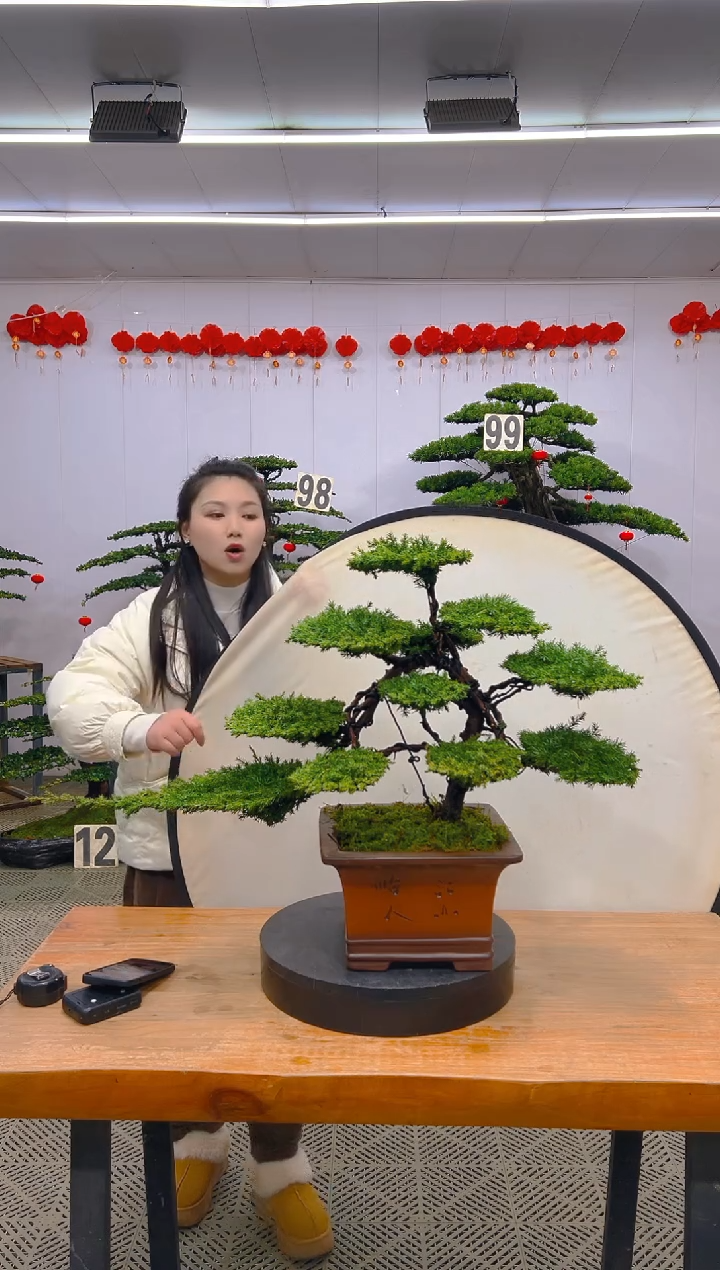 【闪购商品】盆景盆景