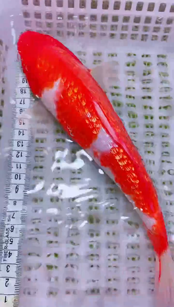 锦鲤血统锦鲤全场包邮59