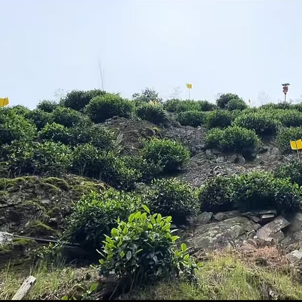 生态茶【炭焙·狮形山老土种】猴村狮形山 太平猴魁手工捏尖