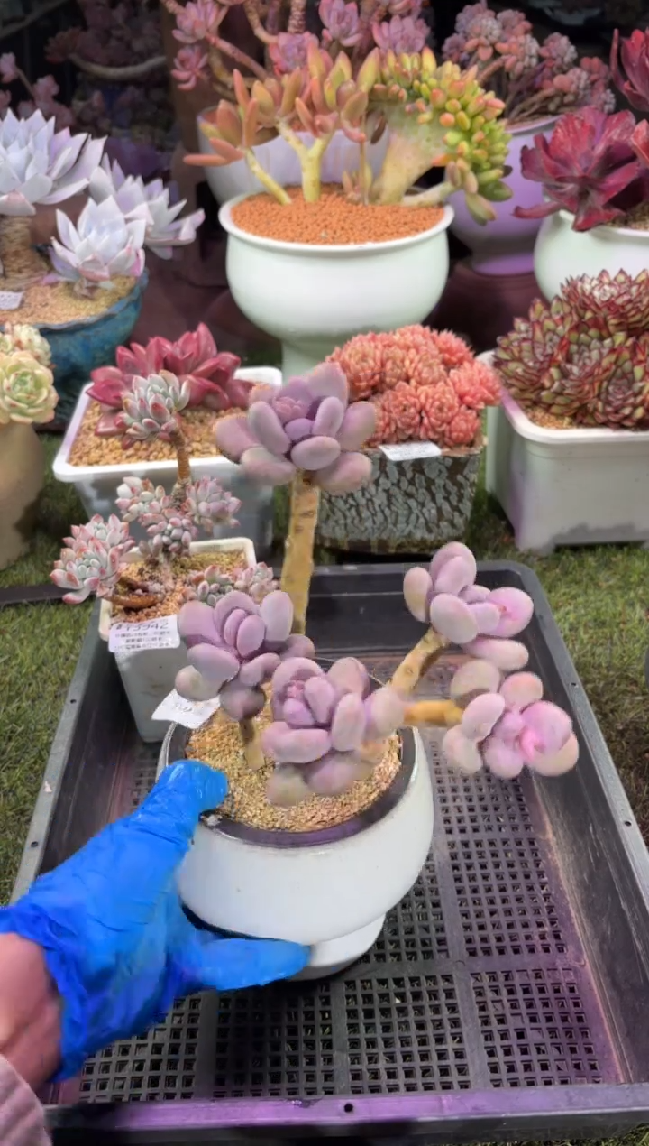 【闪购商品】15943