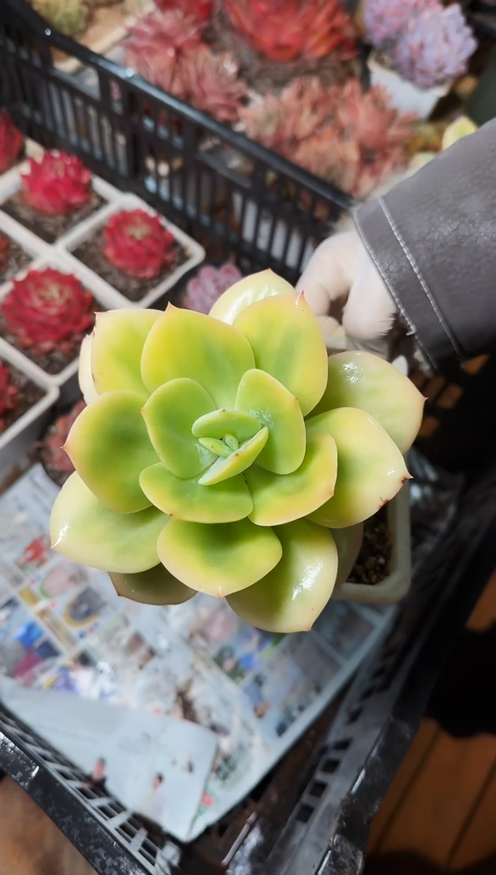 120#白覆轮锦白凤（8-11cm）脱土