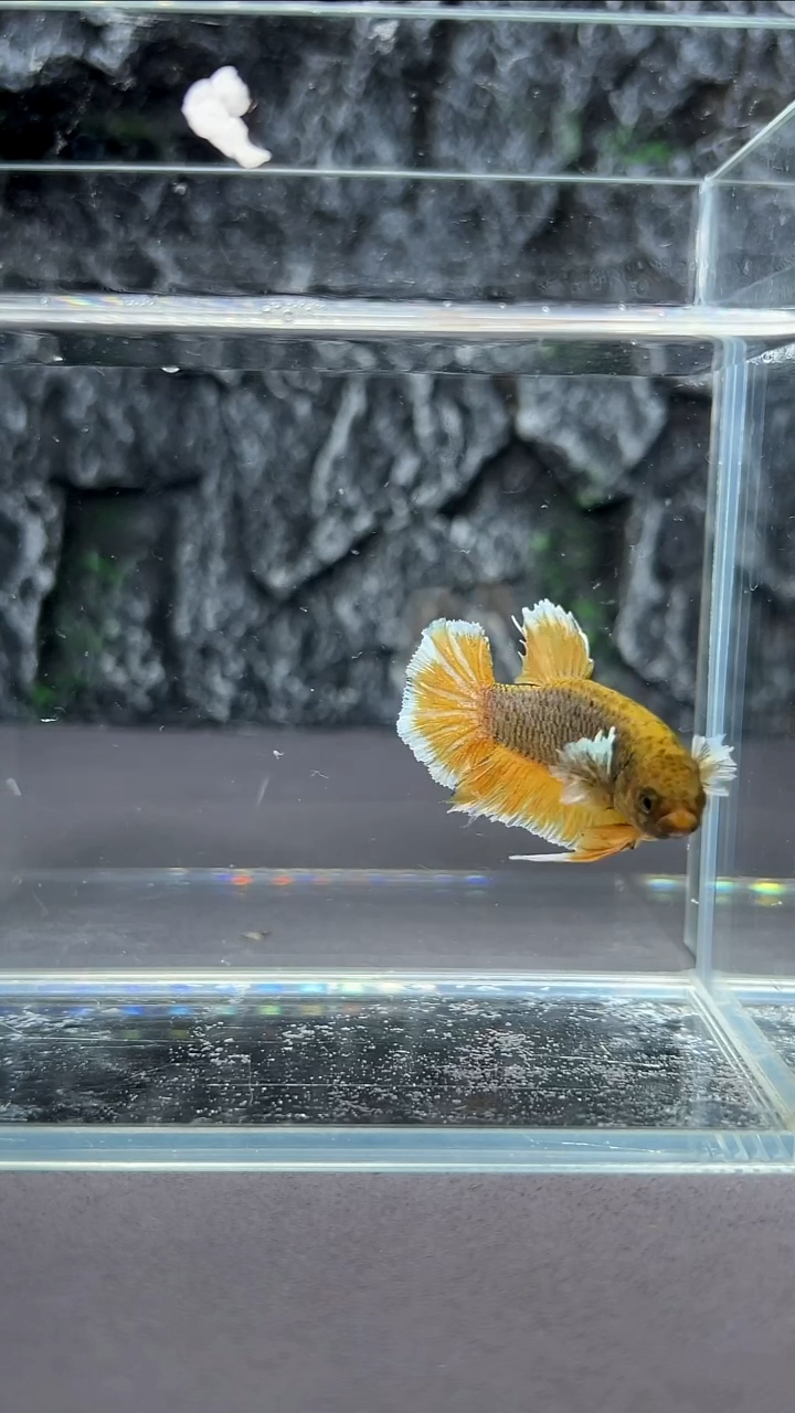 斗鱼竞拍链接A054