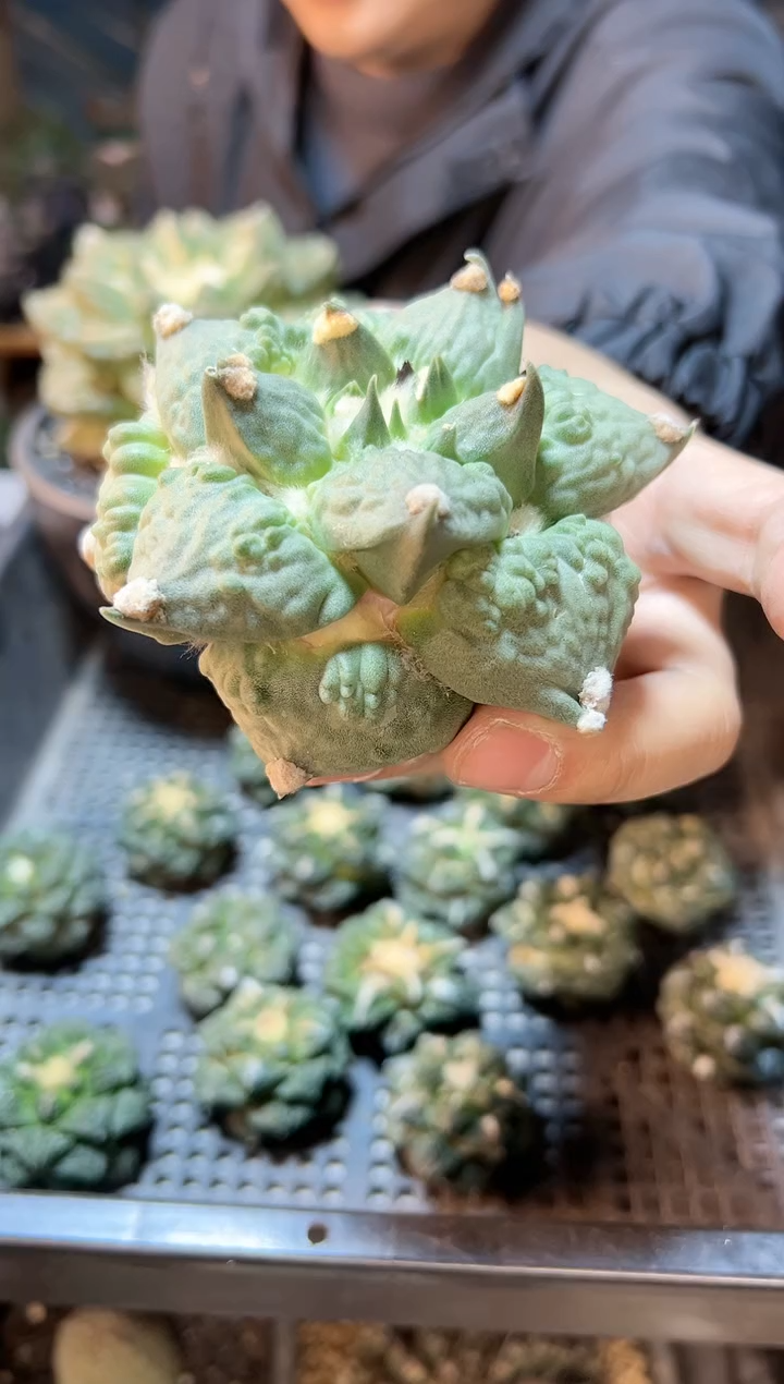 【闪购商品】1号苗接无根怒涛9.7公分带叉