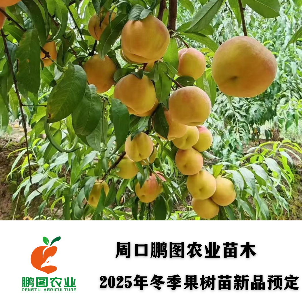 黄金蜜5号 8月下旬超大果型极丰产浓甜无酸硬溶质自花结实